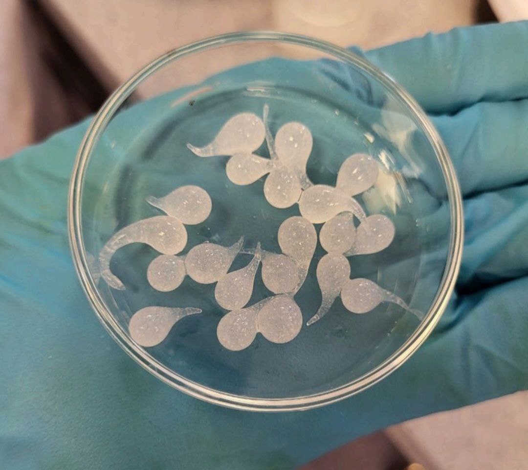 Self-healing hydrogel capsules in a petri dish